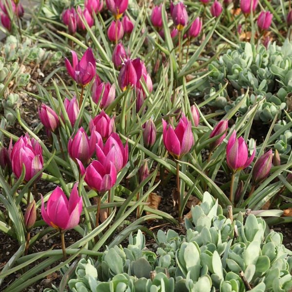 Tulip Humilis 'Eastern Star'