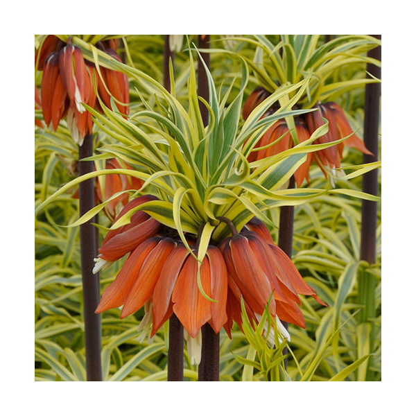 Fritillaria Imperialis 'Aureomarginata'