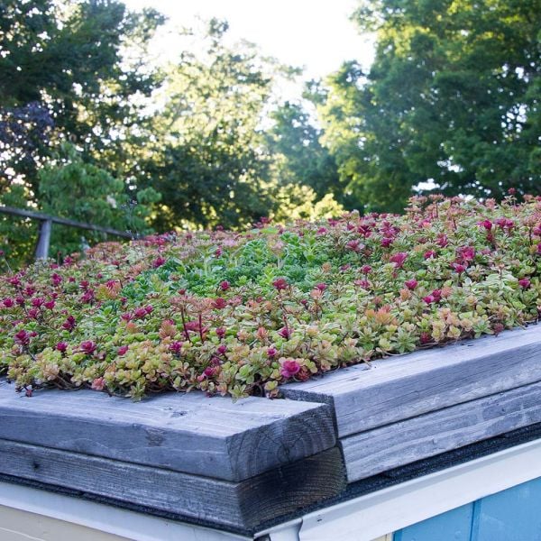 Sedum Tile® Color Splash