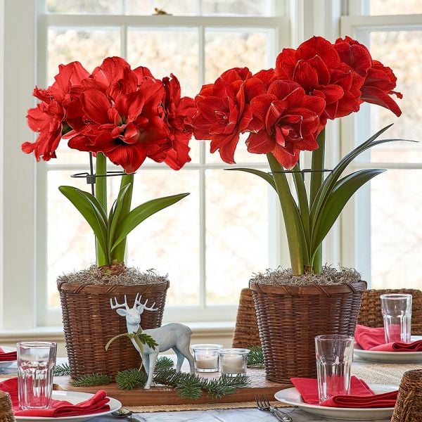 Dark Green Amaryllis Stake