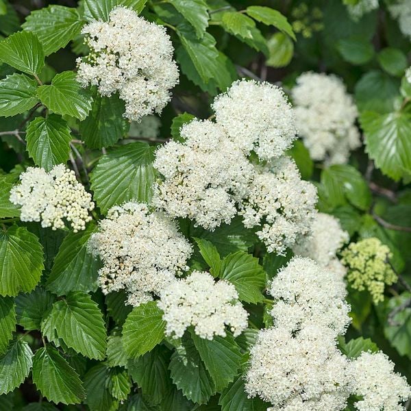Viburnum Dentatum