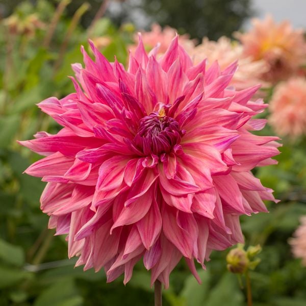 Dahlia 'Penhill Dark Monarch'