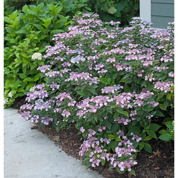 Small Space Shade Garden