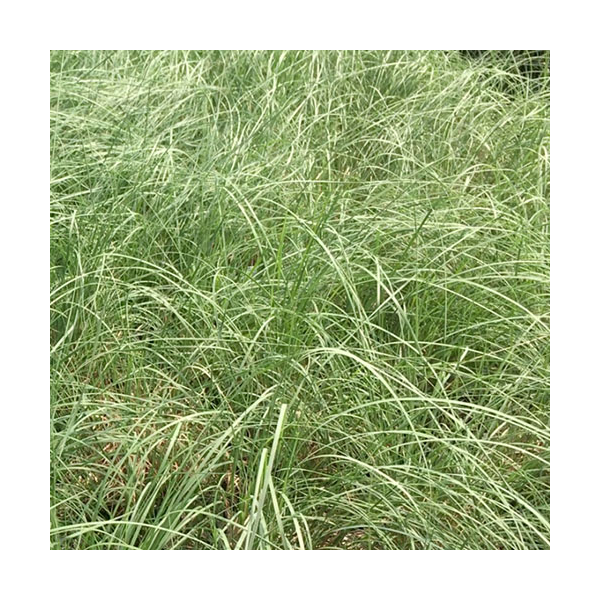 Ornamental Grass: Muhlenbergia Reverchonii Undaunted®