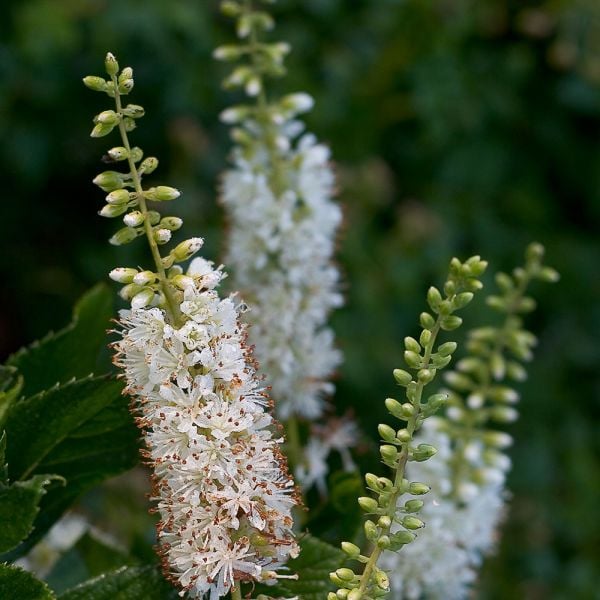 Clethra Alnifolia Vanilla Spice®