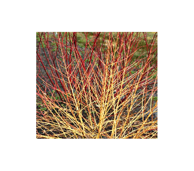 Cornus Sanguinea Arctic Sun®