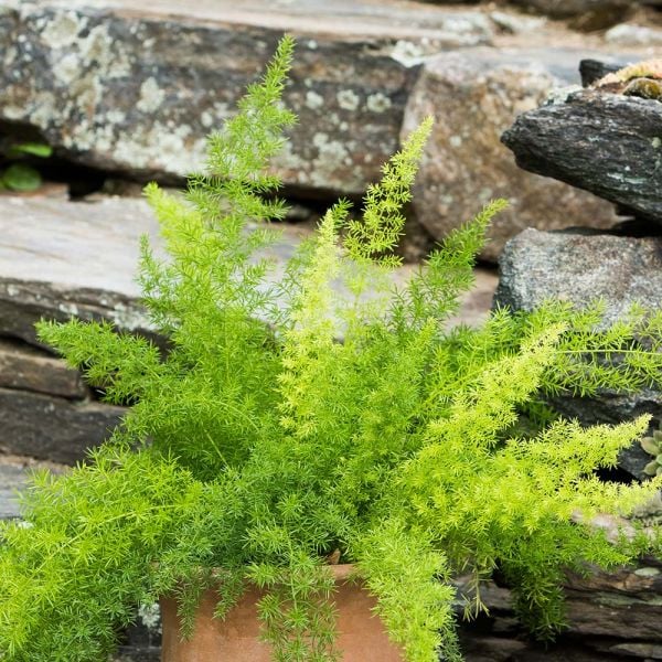 Spring Green Fern Quartet Kit