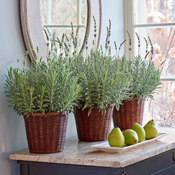 Lavender 'Goodwin Creek Grey' In 7" Woven Basket