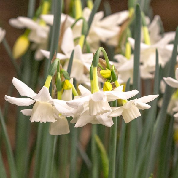 Narcissus 'Starlight Sensation'