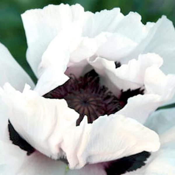 Papaver Orientale 'Snow Goose'