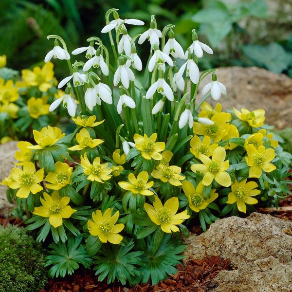 Eranthis Hyemalis