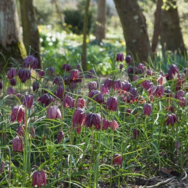 Fritillaria Meleagris
