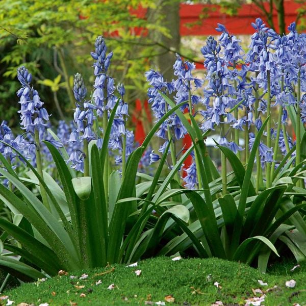 Hyacinthoides Hispanica 'Excelsior'