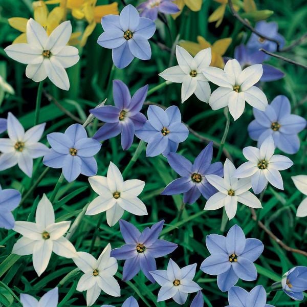 Constellation Of Blue Stars Ipheion Mix