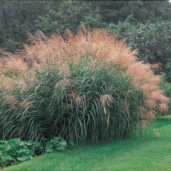 Ornamental Grass: Miscanthus Sinensis 'Silver Feather'