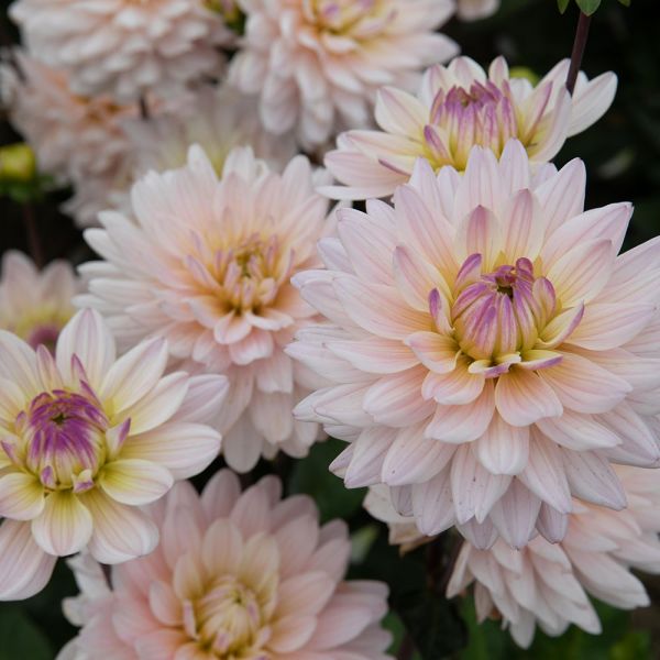 Dahlia 'Diana's Memory'