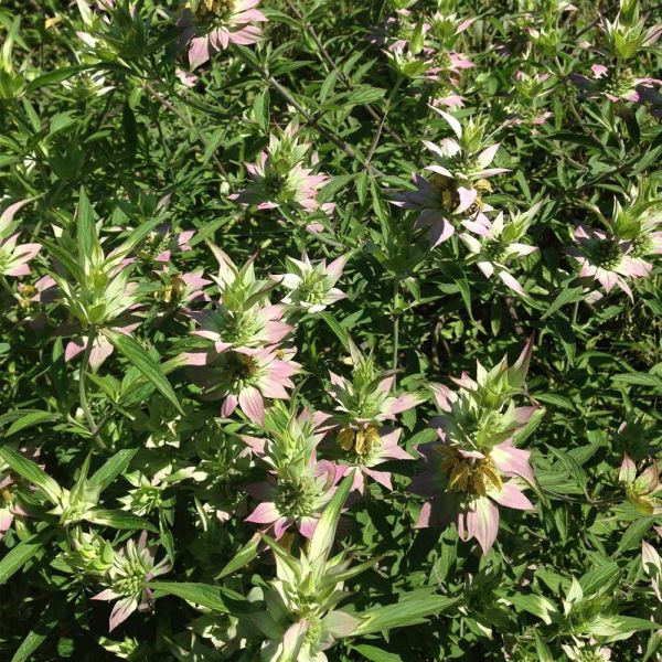 Monarda Punctata