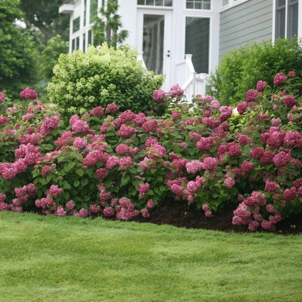 Hydrangea Arborescens Invincibelle Mini Mauvette®