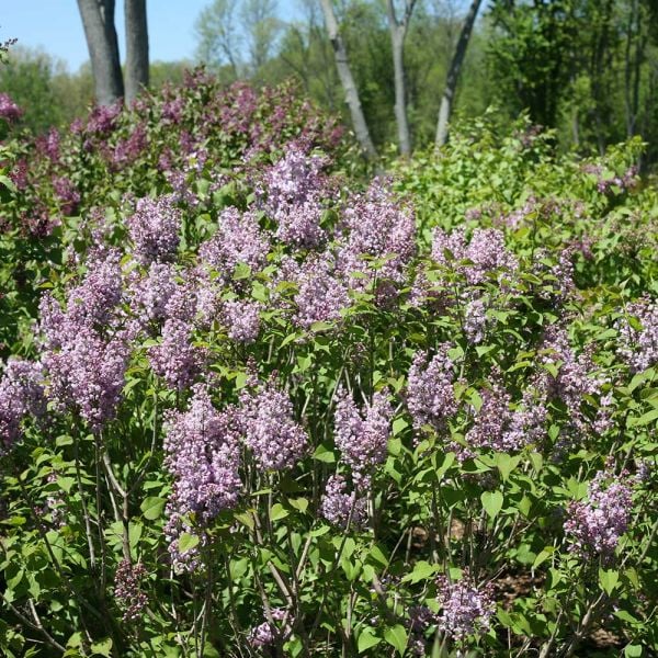 Syringa X Hyacinthiflora Scentara® Double Blue