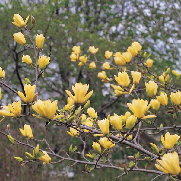 Magnolia 'Butterflies'