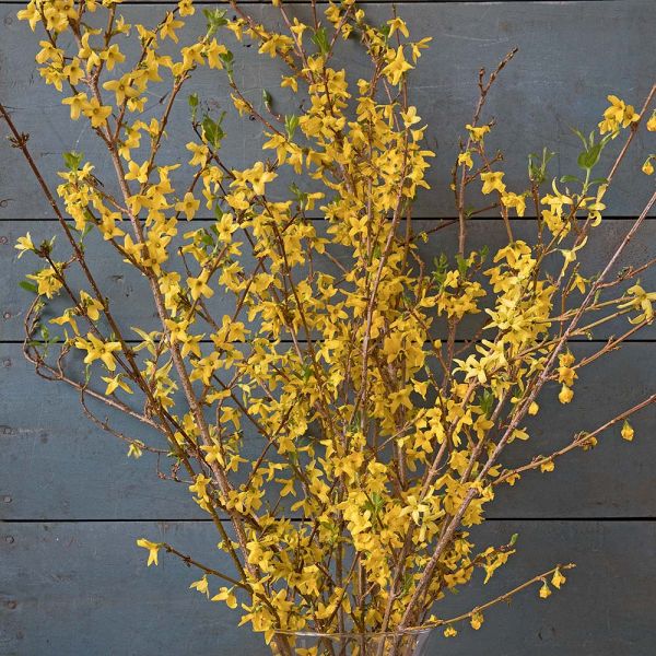 Forsythia Flowering Branches