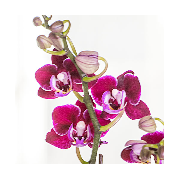 Deep Red Mini Moth Orchids In Ceramic Cachepot