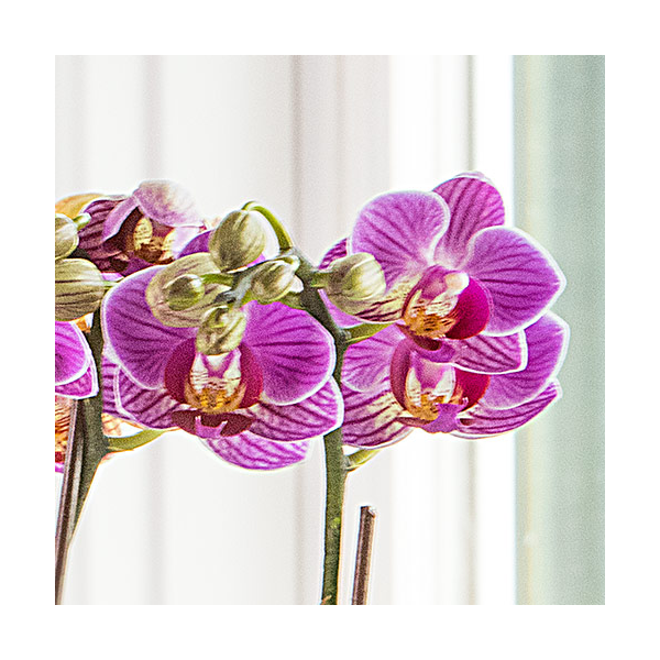 Purple-and-white Mini Moth Orchids In Ceramic Cachepot