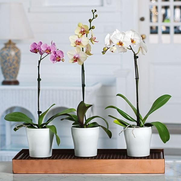 White Moth Orchid In 5" White Ceramic Cachepot