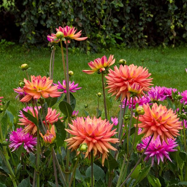 Dahlia 'Karma Sangria'