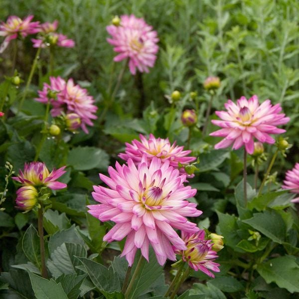 Dahlia 'XXL Aztec Veracruz'