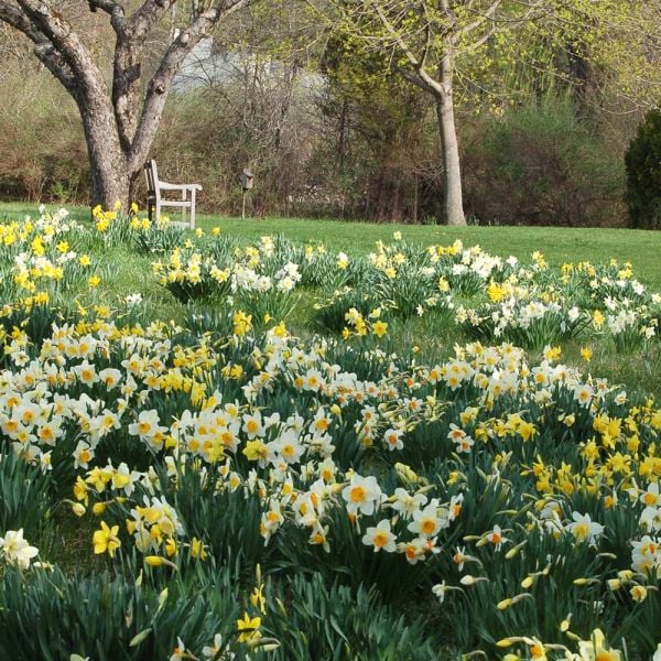 Professional's Naturalizing Daffodil Mix