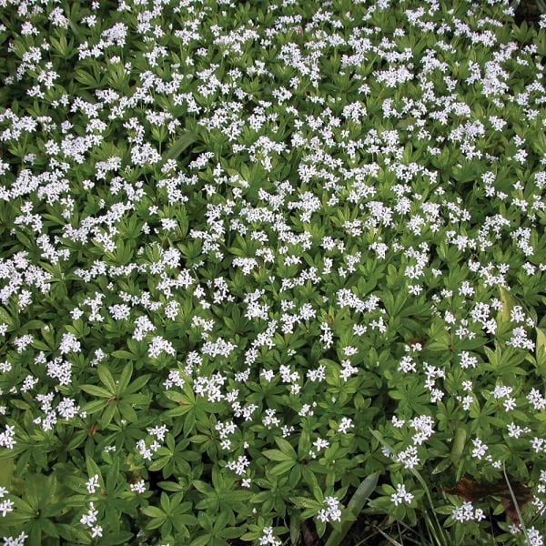 Galium Odoratum
