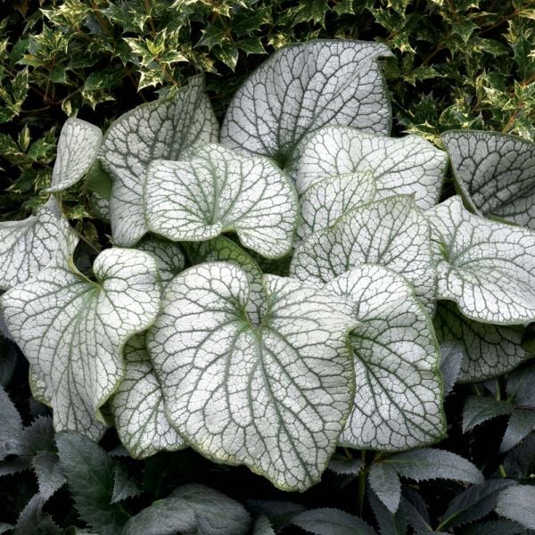 Brunnera Macrophylla 'Alexander's Great'