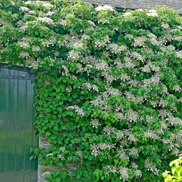 Hydrangea Anomala Subsp. Petiolaris