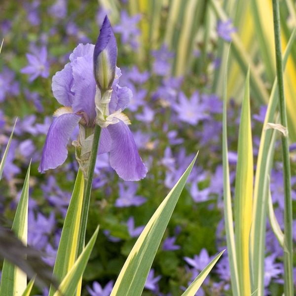 Iris Pallida 'Variegata Aurea'