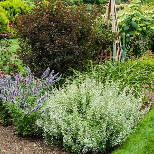 Calamintha Nepeta Subsp. Nepeta