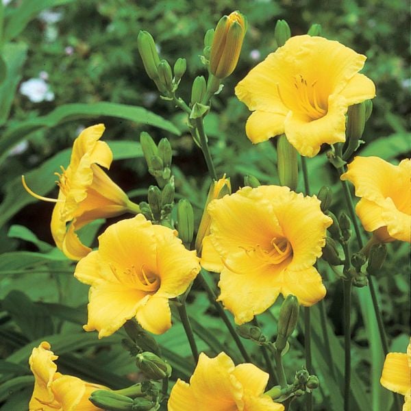 Hemerocallis (Daylily) 'Stella De Oro' - Reblooming