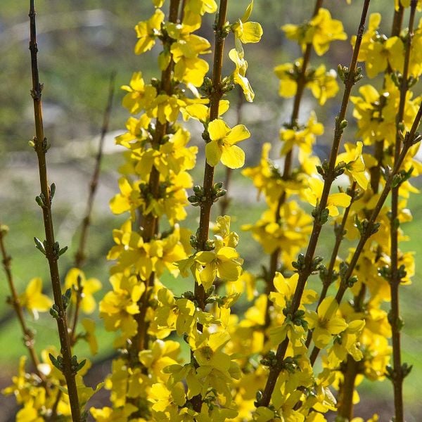 Forsythia X Intermedia Show Off®