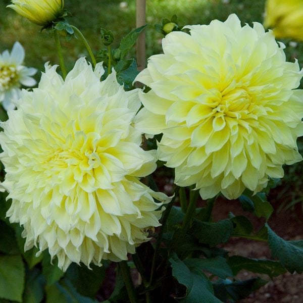 Dahlia 'Kelvin Floodlight'