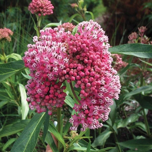 Monarch Butterfly Perennial Garden