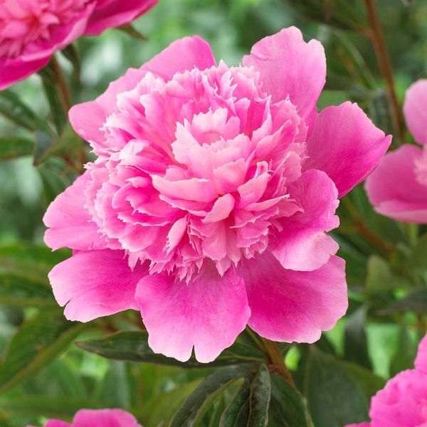 Peony 'Bouquet Perfect'