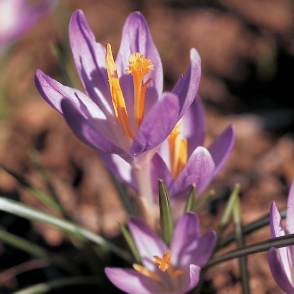 Crocus Tommasinianus