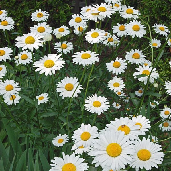 Leucanthemum X Superbum 'Becky'