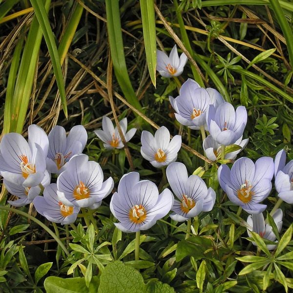 Crocus Pulchellus