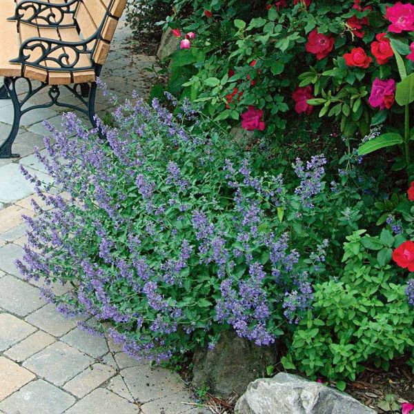 Perfumed Pageant Rose & Perennial Garden