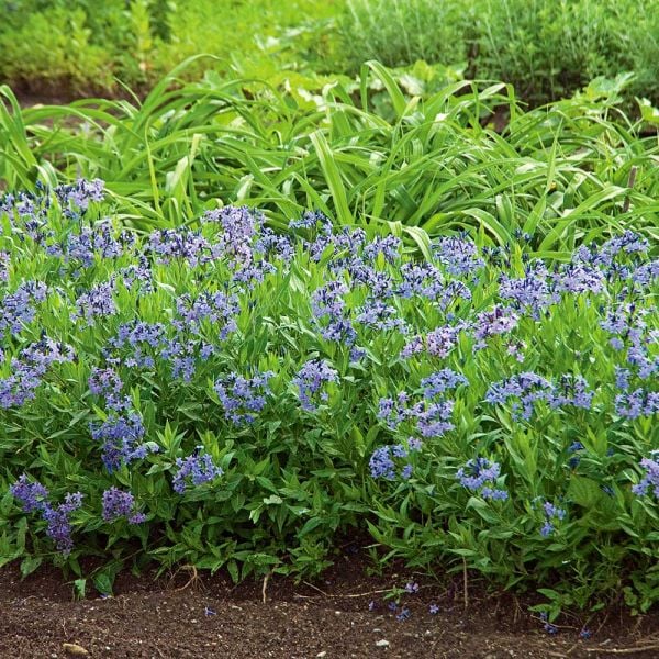 Amsonia 'Blue Ice'