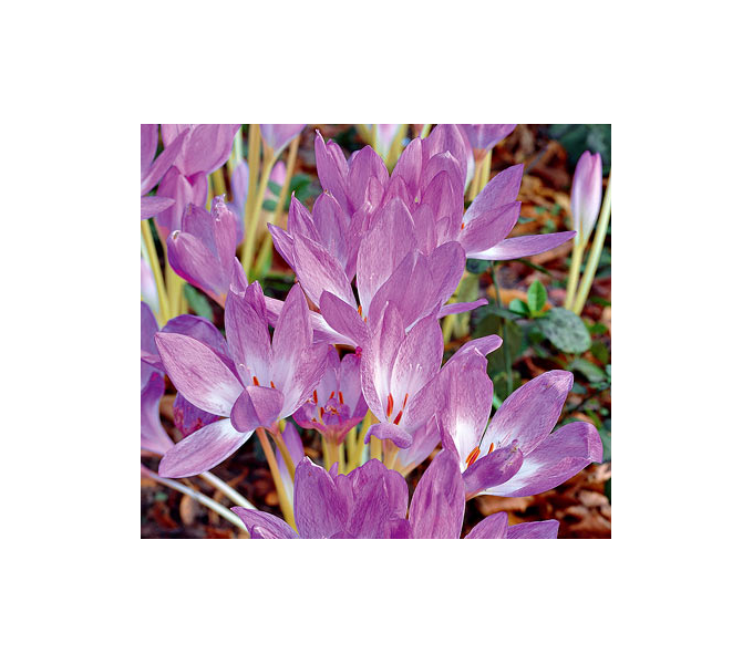 Colchicum 'Giant'