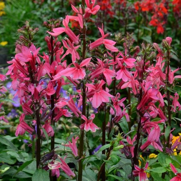 Lobelia Speciosa Starship™ Deep Rose