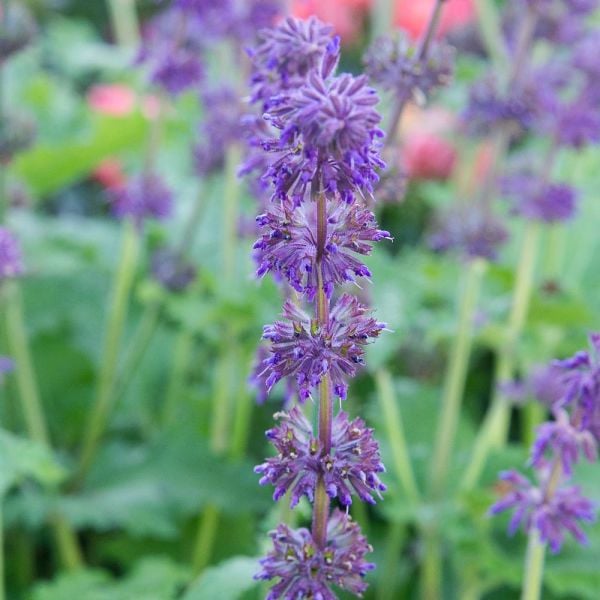 Salvia Verticillata 'Purple Rain'