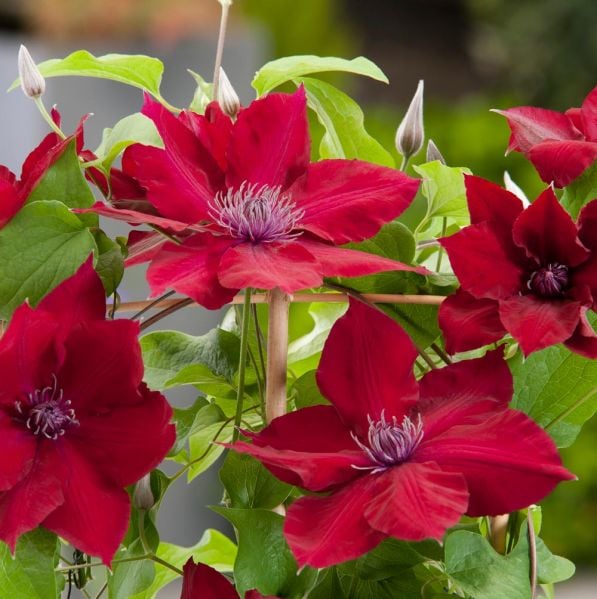 Clematis Nubia™ Boulevard®